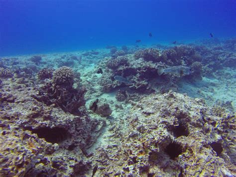 Sea Cave Mystery 3/19/2014 - Island Divers Hawaii