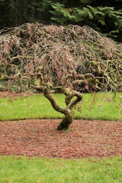 How To Successfully Plant And Grow Dwarf Japanese Maple Trees