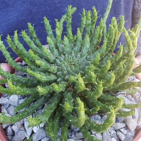 Euphorbia Flanaganii Medusa S Head This Plant Is Shown In A 6 Inch Pot