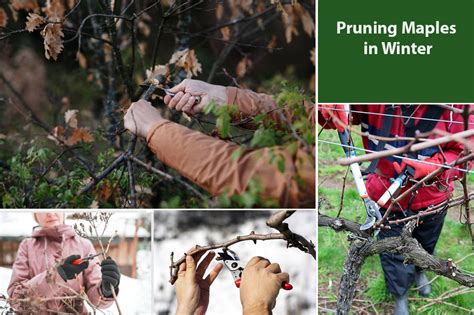 Pruning Maples In Winter (Full Trimming Guide) - EmbraceGardening