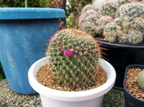 Cometのサボテン栽培日記 先端が開き始めた銀紗丸と花芽が上がって来た翠晃冠