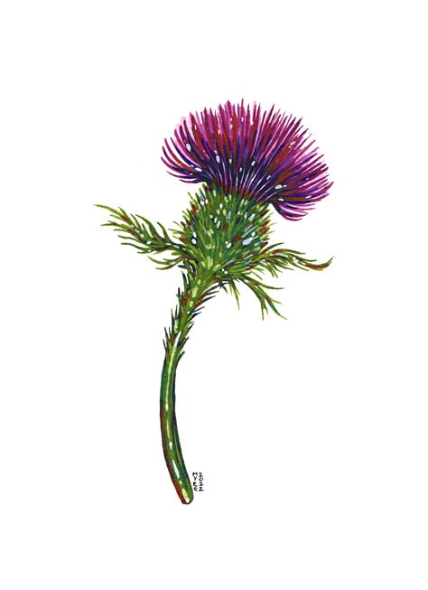 Scottish Thistle Original Watercolor Painting Etsy