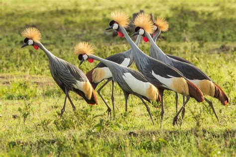 African Birds • Nj Wight