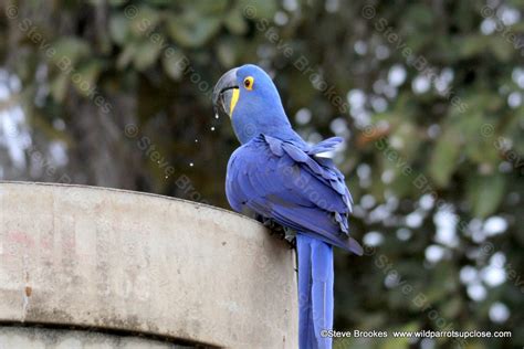 Hyacinth Macaw - Wild Parrots Up Close