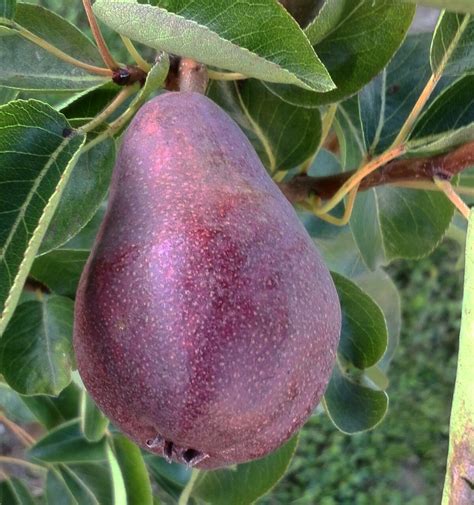 Груша Ред Фаворитка Описание Сорта Фото Отзывы – Telegraph