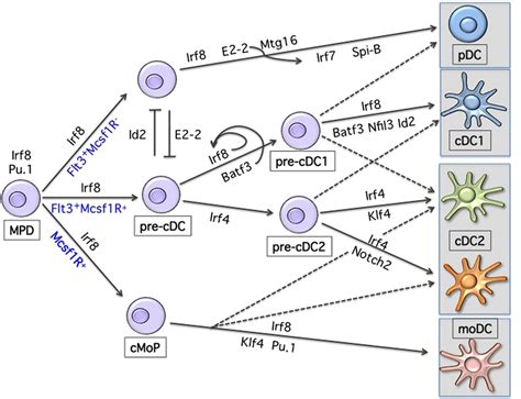 Transcriptional Development Of Dendritic Cells Shown Are The Major