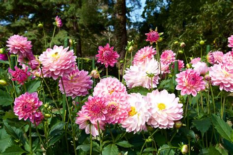 Autumn Flowers Our Favourites Plantura