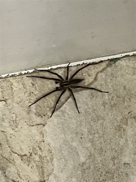 Unidentified spider in Ontario Canada