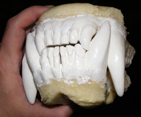 Huge Brown Grizzly Bear Jaws Teeth Replica Etsy