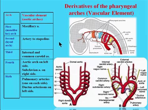 5 Derivatives Of The Pharyngeal Arches Vascular Element Youtube