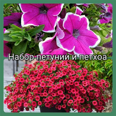 Набор петунии и петхоа рассада в горшках 2шт - купить с доставкой по ...