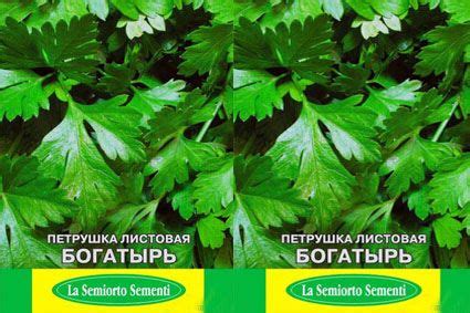 Петрушка Зелень - купить по выгодным ценам в интернет-магазине OZON ...