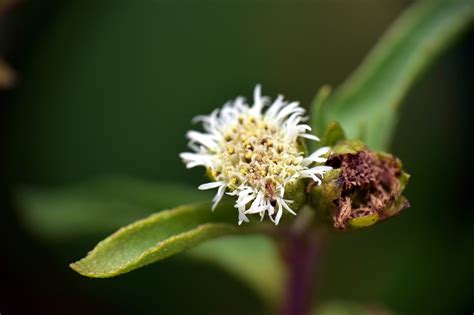 Wildblumen Makrofotografie Weiße Kostenloses Foto auf Pixabay Pixabay