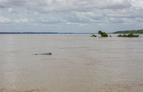 Conservationists hope global recognition will safeguard Cambodia's