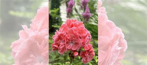 Сортовая пеларгония Pelargongaragets Hanna (novis) купить в Старой ...