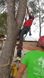 Curso De Poda De Altura De Arboles Y Palmeras Escuela Del Rbol Y La