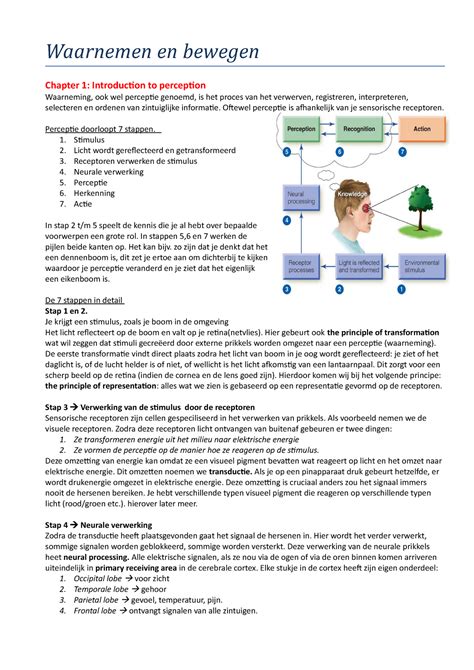 Samenvatting Sensation And Perception College Exclusief