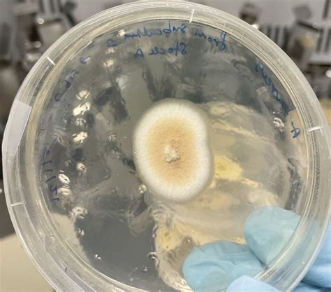 Aspergillus terreus [IMAGE] | EurekAlert! Science News Releases