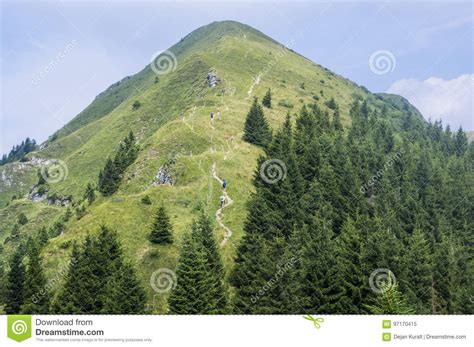 Sar Mountains - Sar Planina, Macedonia - Mixed Herd Of Sheep And Cattle Stock Image ...