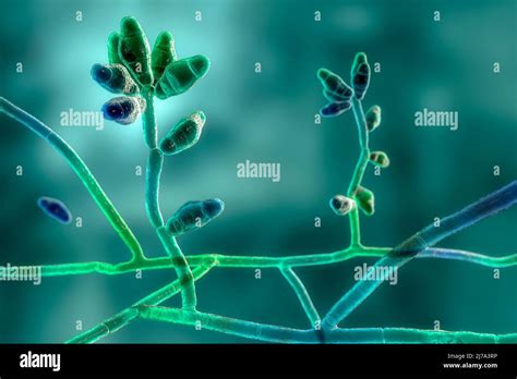 Curvularia mould fungus, illustration Stock Photo - Alamy