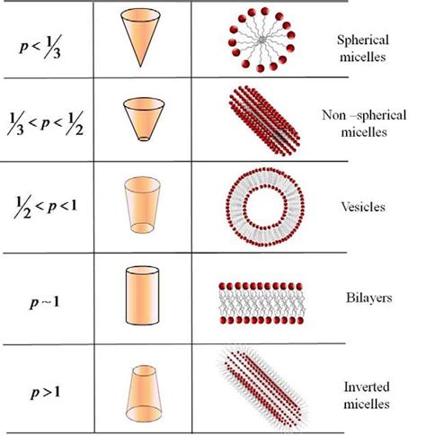 3 Structures Formed From Self Assembly Of Amphiphiles In The First Download Scientific