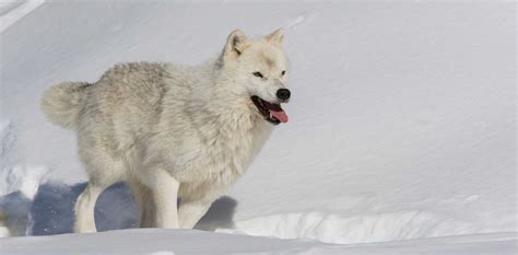 Greenland Wolf (Canis Lupus Orion) | Wolf Stuff