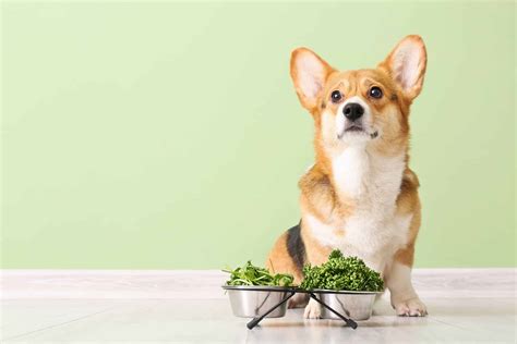 Can Dogs Eat Parsley? Is it A Superfood? - A-Z Animals