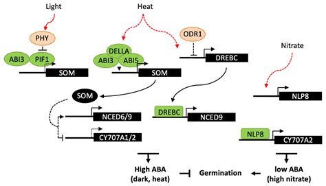 Aba Metabolism And Homeostasis In Seed Dormancy And Germination