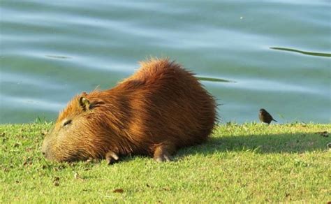 El Capibara Características Hábitat Qué Come Mascota