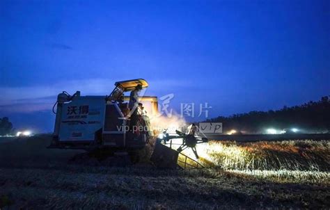 江苏宿迁昼夜抢收小麦 人民图片网