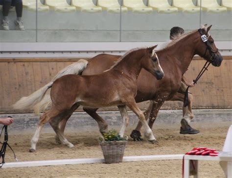 Amarena Haflinger Stute 2023 Fuchs Pferd Austria