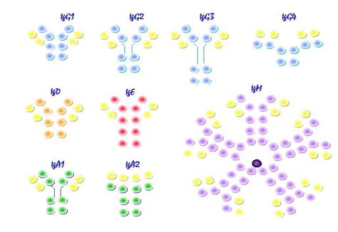 immunology - How to choose secondary Antibody? - Biology Stack Exchange