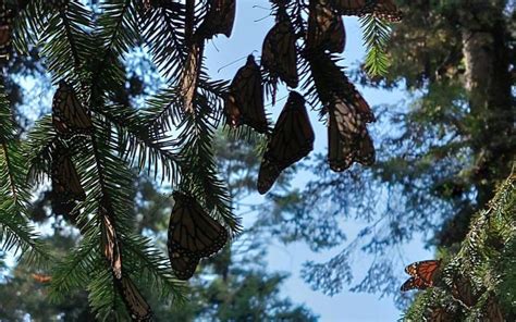 Santuario De Mariposa Monarca De Zit Cuaro Ya Tiene Visto Bueno El