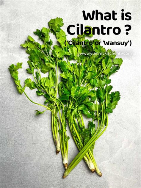 Cilantro ( also called "Coriander" or "Wansoy" ) - Yummy Kitchen