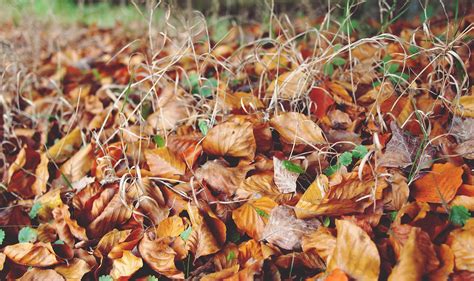 Imagen gratis Otoño seco tierra suelo hierba hoja naturaleza flora