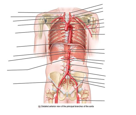 Anterior Principal Branches Of The Aorta Diagram Quizlet