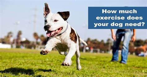 How Much Exercise Does A Dog Need Every Day