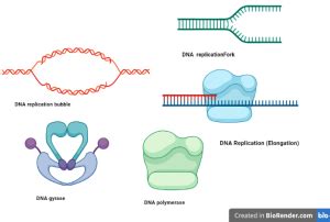 DNA Replication- Models, Types, Requirements, Significance - Sciencevivid