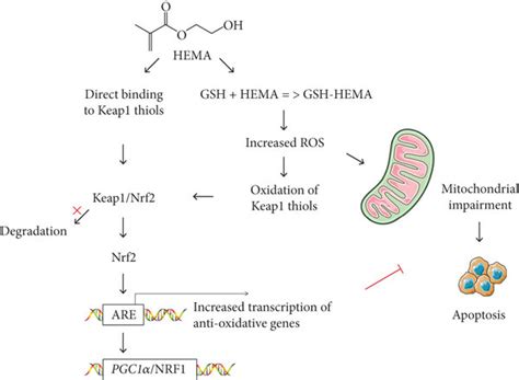 Proposed mechanisms for protection by Nrf2 against HEMA-induced ... 