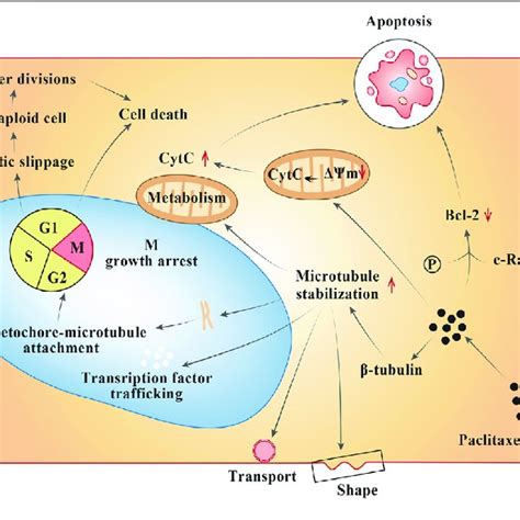 | Mechanism of action of taxanes in neoplastic cells. | Download ...