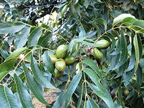 Pecan Tree Seeds Self Pollinating Pecan Seeds Carya - Etsy