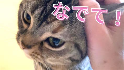 【癒し猫動画】please Stroke なでて欲しくて何度も追いかけて来る猫がすねちゃう姿が可愛い Youtube