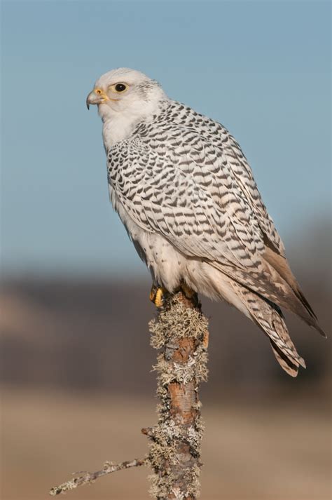 Birds of prey – Mike Lentz Nature Photography