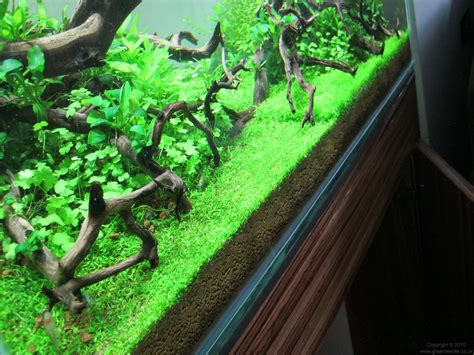 Carpet Plants For Freshwater Aquarium - Carpet Vidalondon