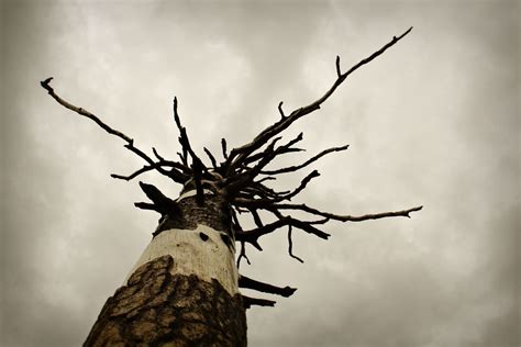 Barking Up The Wrong Tree While In California I Was Able T Flickr