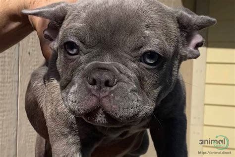 French Bulldog Puppy Puppy In Lancaster California