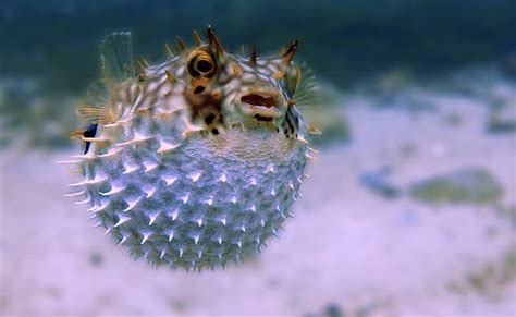 Brazil Man Dies After Eating Poisonous Pufferfish Given As A T