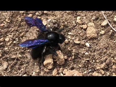 Синий шмель. Шмель-плотник. Ксилокопа. - YouTube