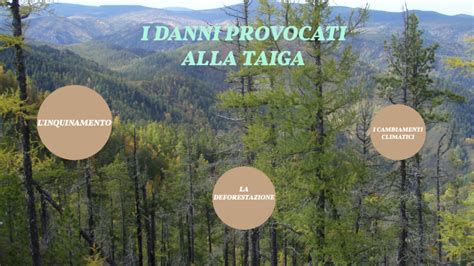 La Taiga E I Danni Che Ha Provocato L Uomo By GABRIEL DI FUCCIA On Prezi