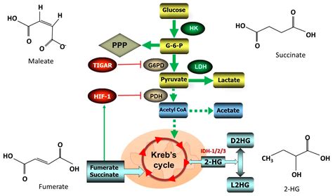 Antioxidants Free Full Text Redox Potential Of Antioxidants In